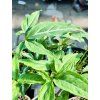 SYNGONIUM LITTLE STAR