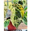 ANTHURIUM CRYSTALLINUM