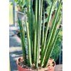 SANSEVIERIA BACULARIS MIKADO