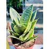 SANSEVIERIA TRIFASCIATA HAHNII