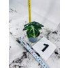 ALOCASIA NINJA
