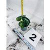 ALOCASIA NINJA