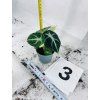 ALOCASIA NINJA