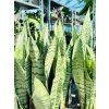 SANSEVIERIA ZEYLANICA