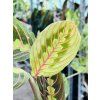 MARANTA FASCINATOR