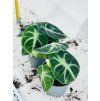 ALOCASIA NINJA