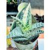ALOE VARIEGATED COMPACTA