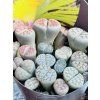 LITHOPS - ŽIVÉ KAMENY