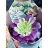 AEONIUM PINK WITCH