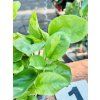 EPIPREMNUM PINNATUM GLOBAL GREEN