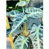 ALOCASIA BAMBINO ARROW
