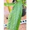 PHILODENDRON CAMPII