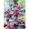 OXALIS TRIANGULARIS