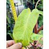 PHILODENDRON PAINTED LADY