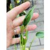 ALOCASIA TINY DANCER