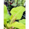 PHILODENDRON MOONLIGHT