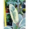 FICUS ELASTICA TINEKE