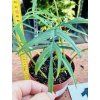 PHILODENDRON POLYPODIOIDES