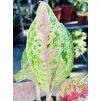 AGLAONEMA COCO MELON