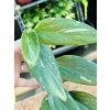 MONSTERA STANDLEYANA VARIEGATED