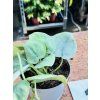 SCINDAPSUS SILVER HERO