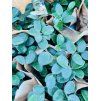 HOYA MATHILDE SPLASH