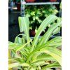 CHLOROPHYTUM - ZELENEC