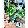 ANTHURIUM CRYSTALLINUM