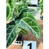 ANTHURIUM CRYSTALLINUM