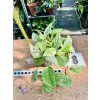 EPIPREMNUM MARBLE KING
