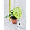 ANTHURIUM CRYSTALLINUM SILVER BLUSH