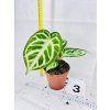 ANTHURIUM CRYSTALLINUM SILVER BLUSH