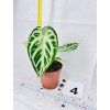 ANTHURIUM CRYSTALLINUM SILVER BLUSH