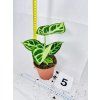 ANTHURIUM CRYSTALLINUM SILVER BLUSH