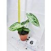 ANTHURIUM CRYSTALLINUM SILVER BLUSH