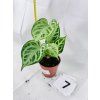 ANTHURIUM CRYSTALLINUM SILVER BLUSH