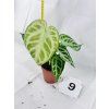 ANTHURIUM CRYSTALLINUM SILVER BLUSH