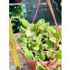 HOYA MATHILDE SPLASH