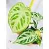 ANTHURIUM CRYSTALLINUM SILVER BLUSH