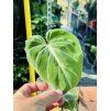 PHILODENDRON GLORIOSUM ZEBRA