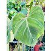 PHILODENDRON GLORIOSUM