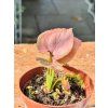 SYNGONIUM ORM NAK