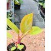 PHILODENDRON MARS
