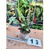 CALATHEA INSIGNIS