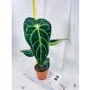 ANTHURIUM REGALE