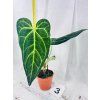 ANTHURIUM REGALE