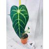 ANTHURIUM REGALE
