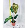 ANTHURIUM REGALE