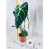 ANTHURIUM REGALE