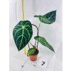 ANTHURIUM REGALE